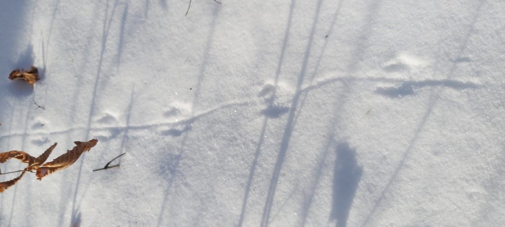 Muskrat Tracks in the snow