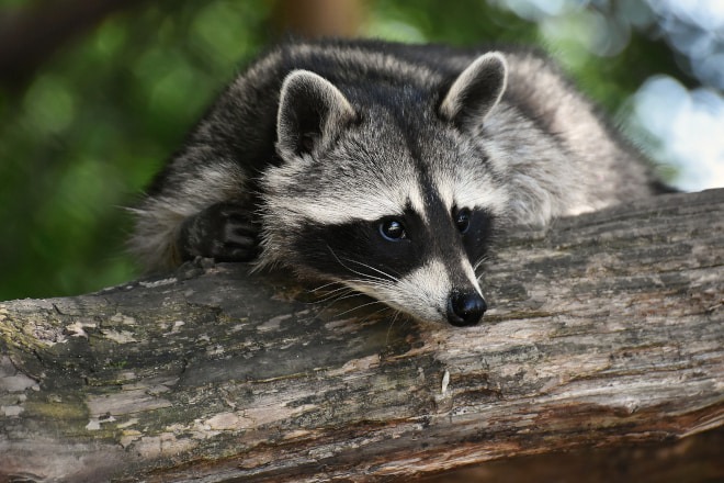 How to Deal with Raccoons While Camping