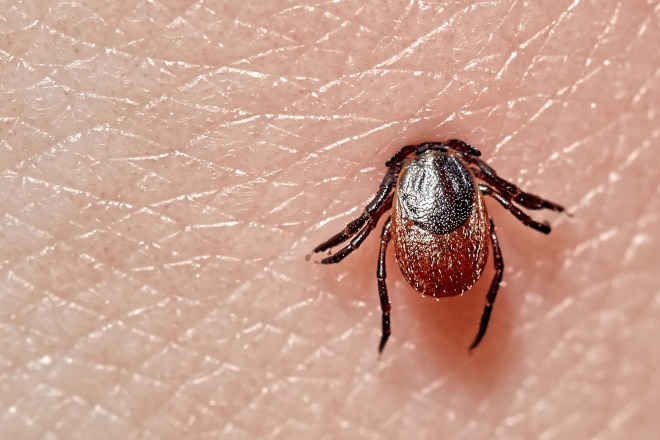Ticks and Lyme Disease - How to Protect Yourself