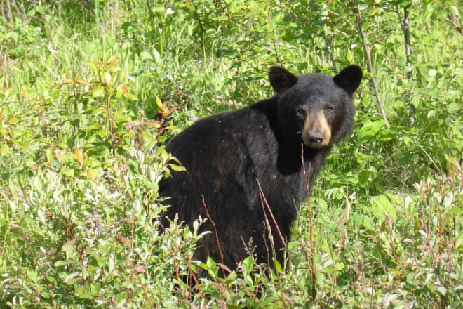 Safety Tips for Camping in Bear Country